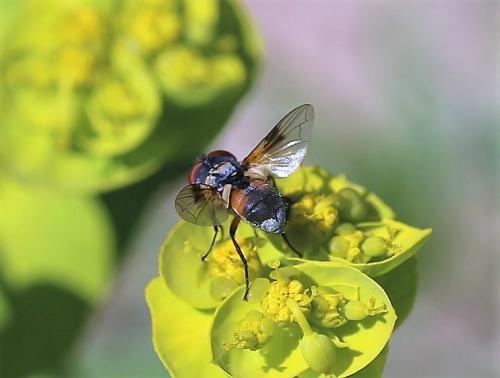 Réf. 207 626 : Ectophasia sp.